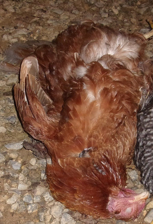 Sudden death in chickens Cluckin
