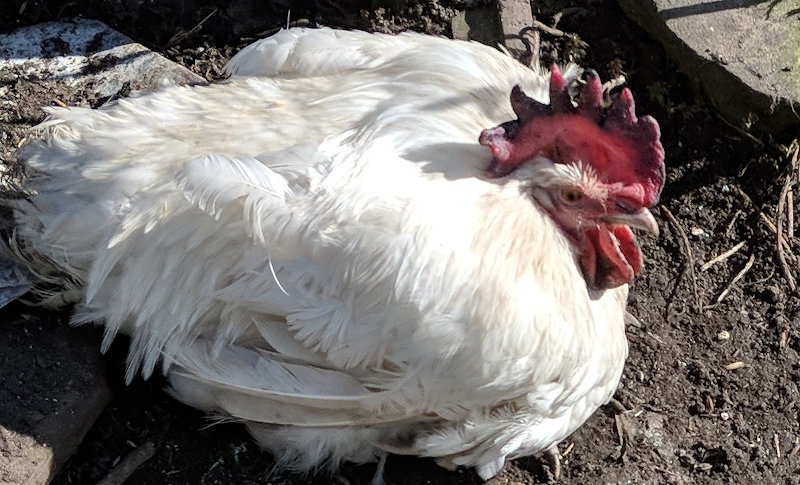 Sudden death syndrome in chickens