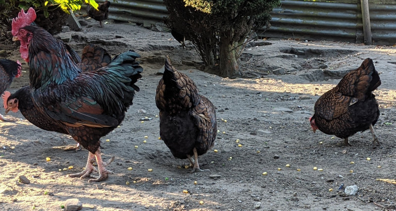 My flock of barnevelders eating nuts