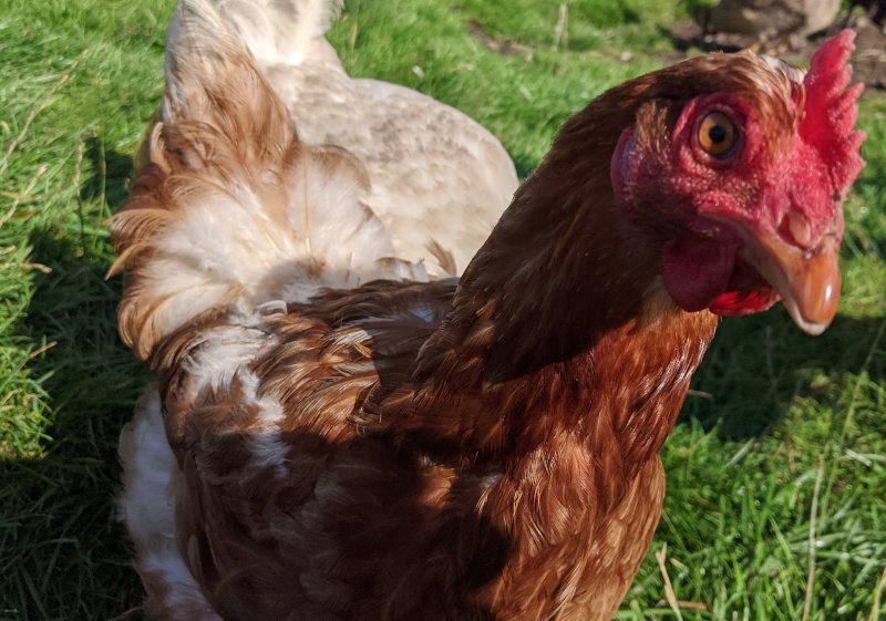 One of my Golden comet chickens.