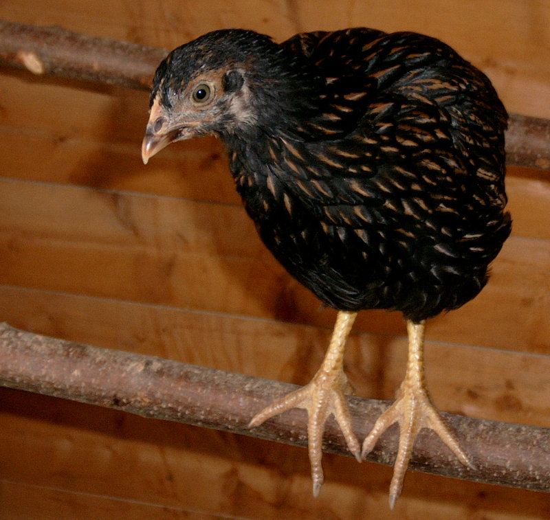 A young chick perching.