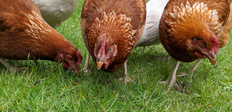 A flock of chickens in a neighbours garden.