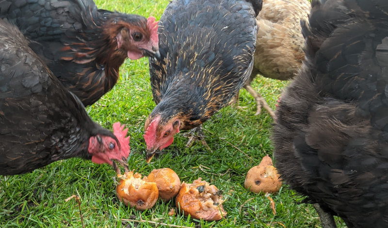 My egg flock eating windfall pears.