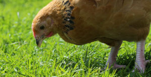 A young buff Sussex chicken foraging free range.