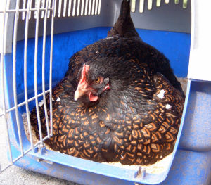 Do you need to deal with broody hens or can you just leave them
