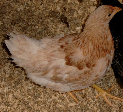 Red Sex Linked Chickens And How To Breed Them Cluckin