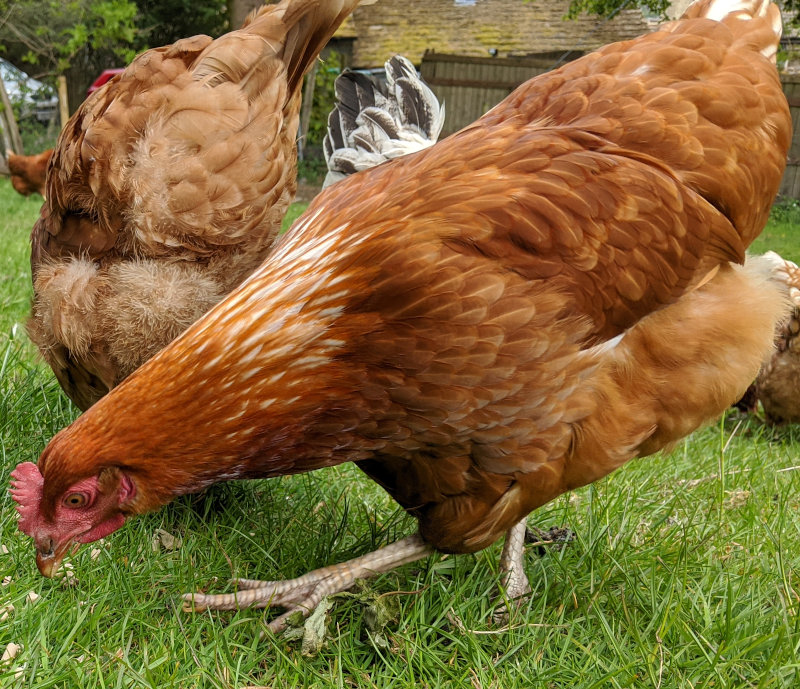 One of my flock of red sex link chickens.