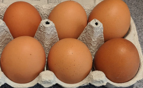 Red sex-linked chickens and how to breed them. - Cluckin