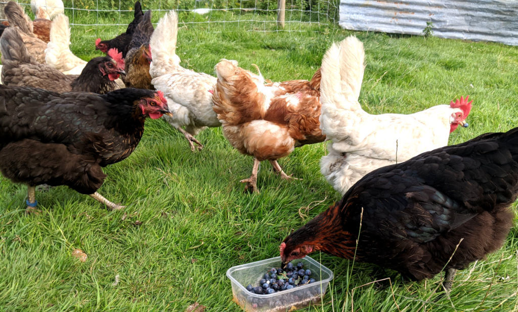 Can hens lay eggs without a rooster or cockerel? Cluckin