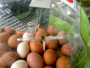 One of my incubators showing eggs in a cradle