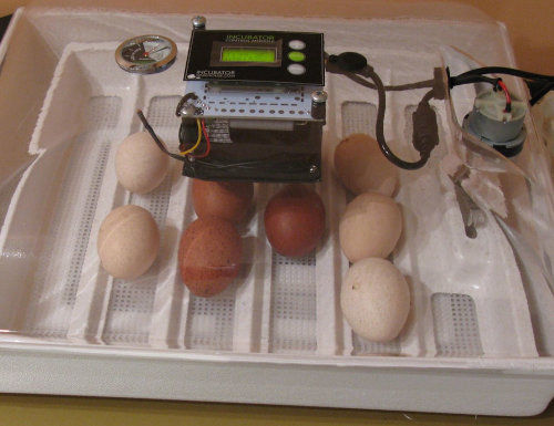 How to manually turn eggs in incubator