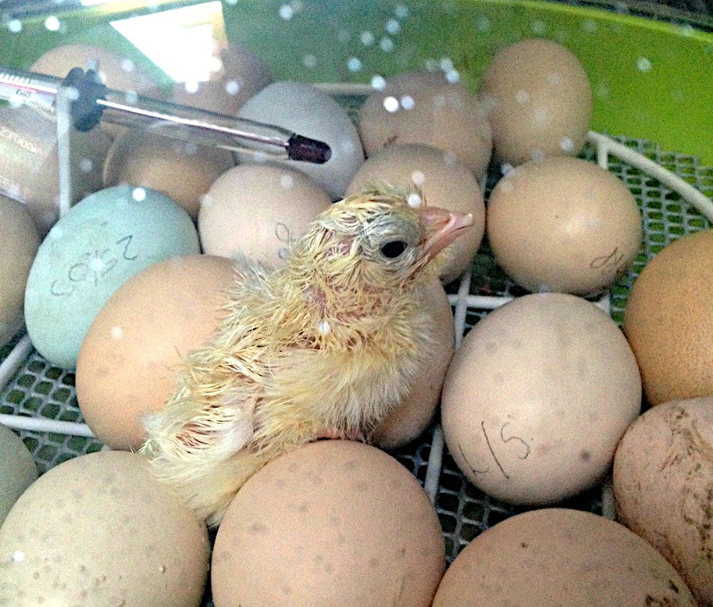 An incubator in use hatching chicks