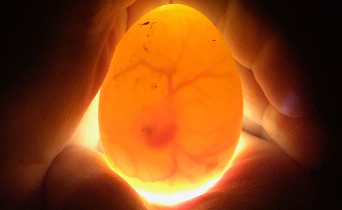 Pictures, video and measurements to show what is going on iside the egg during the 21 days of incubation