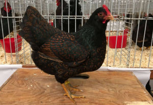 A double laced barnevelder show quality hen