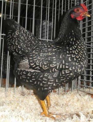 Showing Barnevelders - Cluckin