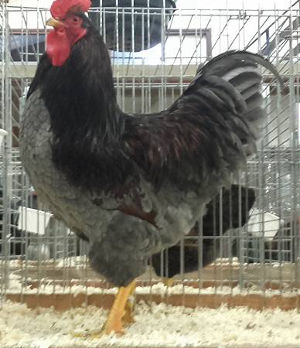 Showing Barnevelders - Cluckin