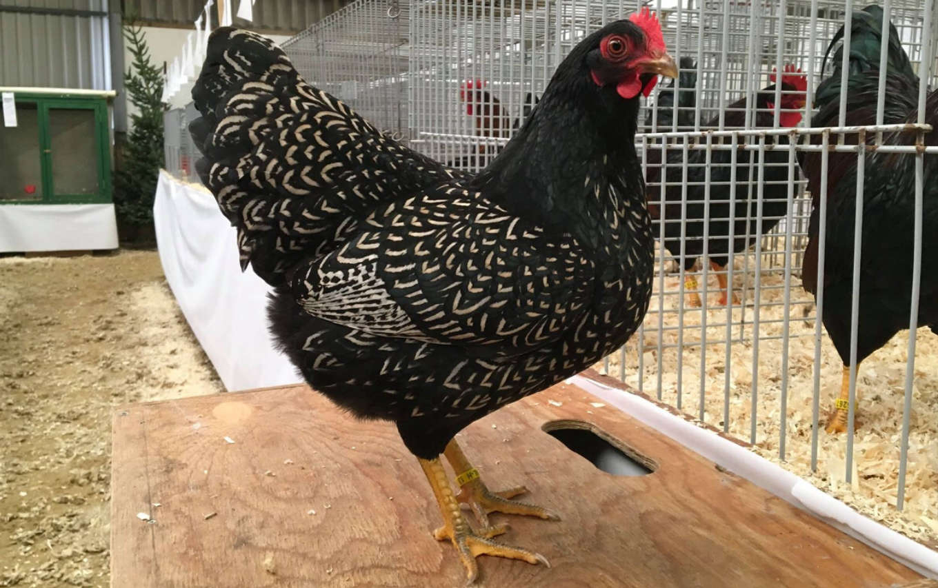 A stunning show quality silver laced barnevelder hen