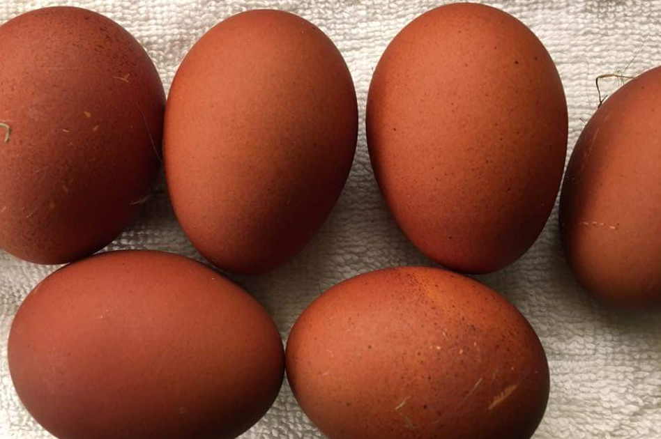 A selection of brown eggs from barnevelder hens