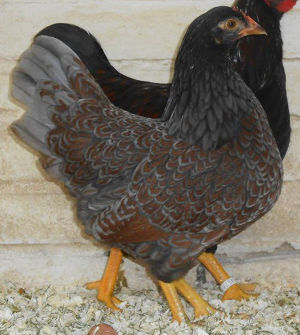 Types and colours of Barnevelders - Cluckin