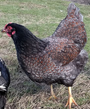 Types and colours of Barnevelders - Cluckin
