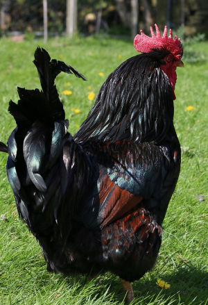 Types and colours of Barnevelders - Cluckin