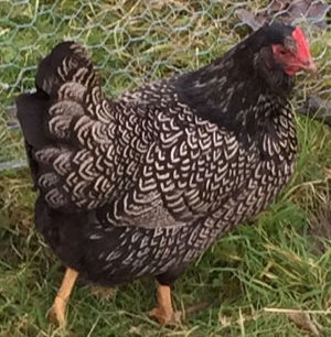 Types and colours of Barnevelders - Cluckin