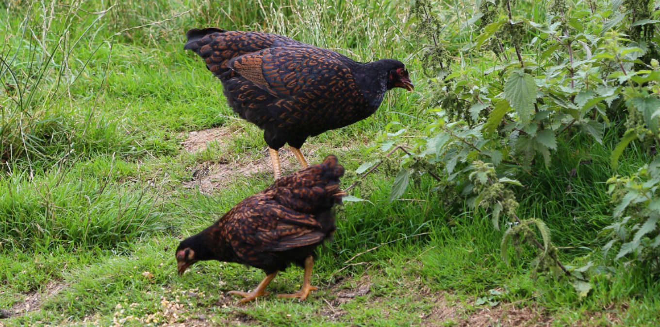 Two young gold double laced barnevelder chicks free ranging on pasture