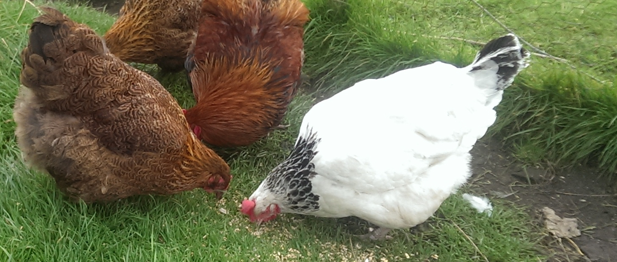 My trio of partridge barnevelders