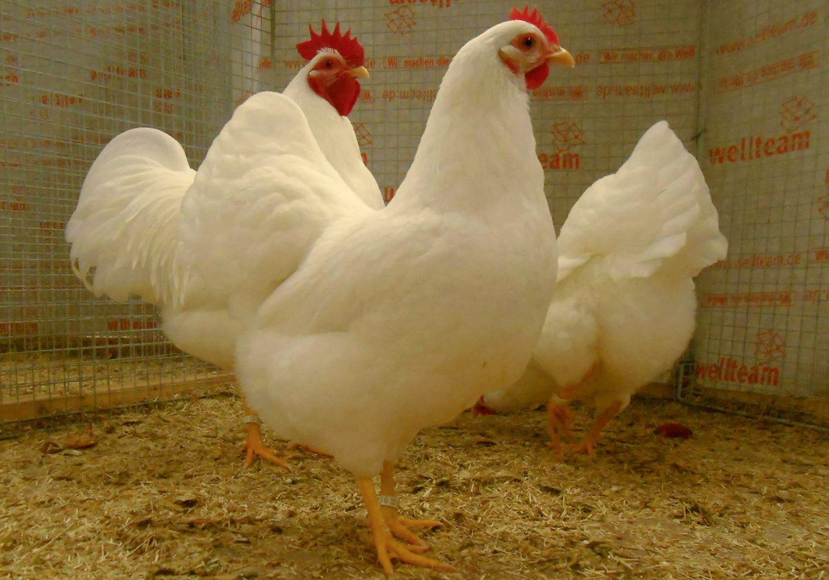 A show quality trio of white barnevelders