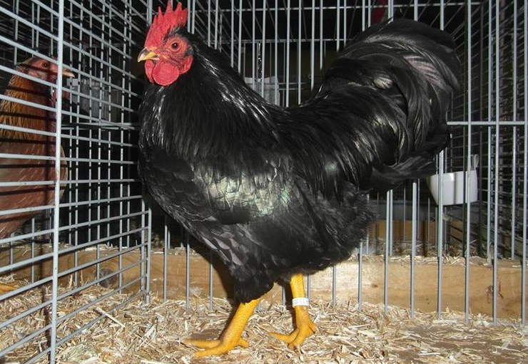 A show quality black barnevelder hen on display.