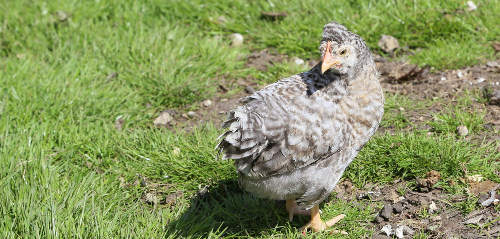 Chickens love to be free range but what plants must they not eat.