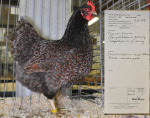 A show bantam barnevelder that scored 95 out of 100 points in judging.