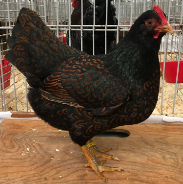 A beautiful example of a double laced barnevelder hen
