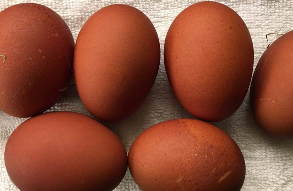 Buy Barnevelder hatching eggs. Cluckin