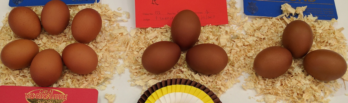 A selection of Barnevelder eggs at a poultry show