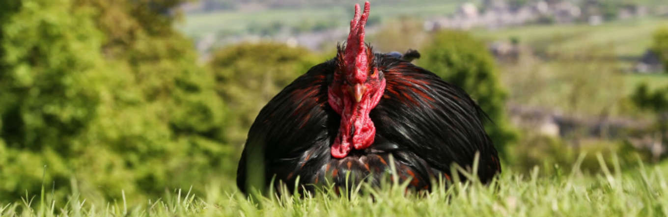 A chestnut barnevelder cockerel in the sunshine