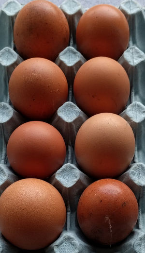 Blue Laced Barnevelder. - Cluckin