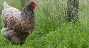 A blue laced barnevelder hen free ranging on grass