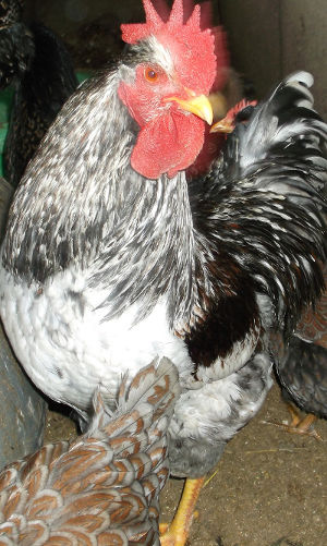 Blue Laced Barnevelder. - Cluckin