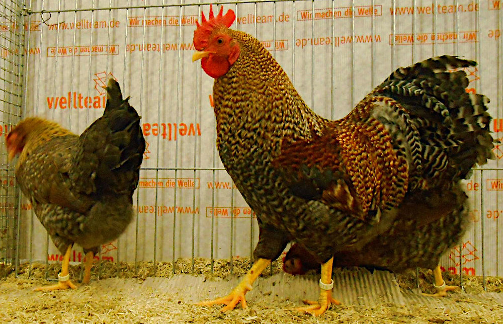 A trio of autosexing barred barnevelders in a show cage
