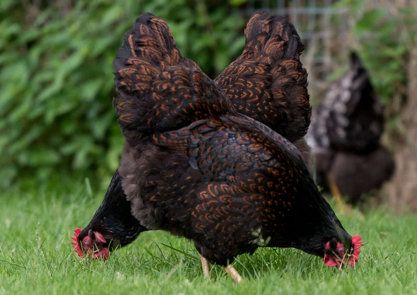 good examples of Barnevelder hens