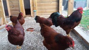 A breeding group of brown barnevelders