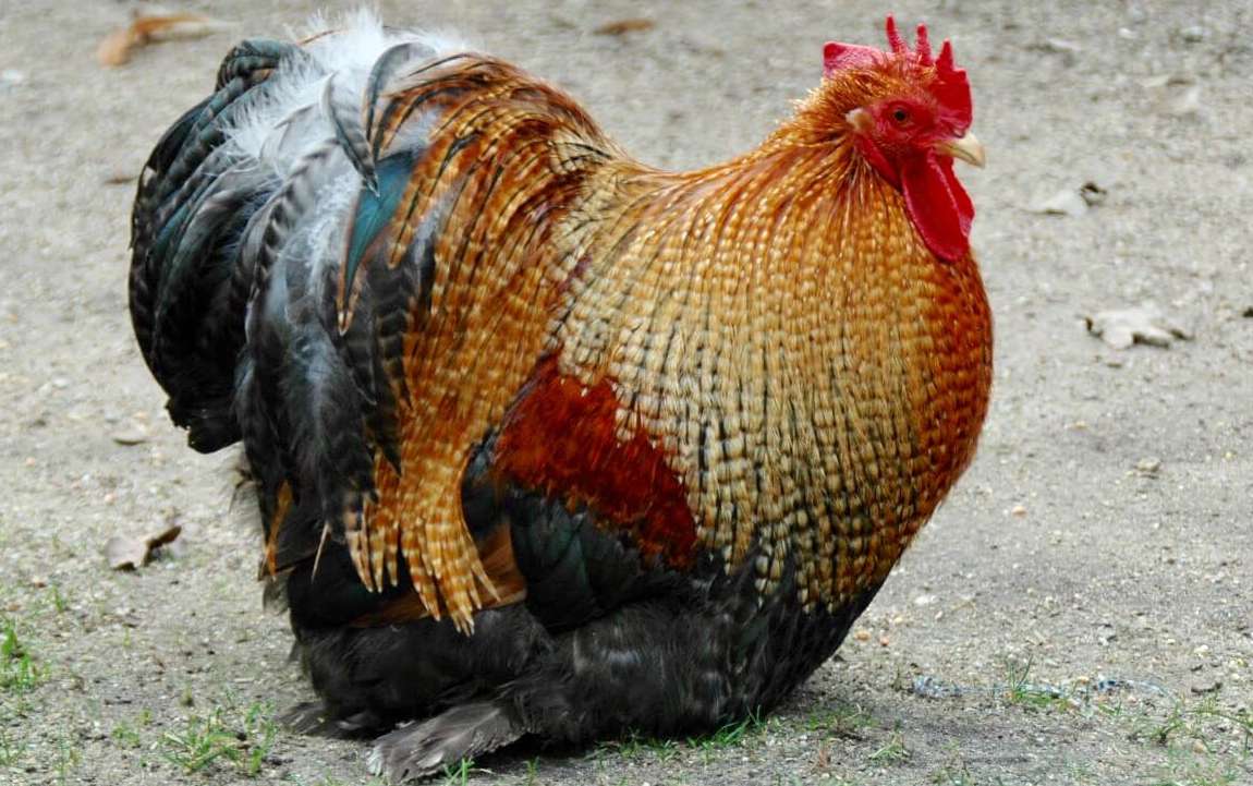 Brahma • Insteading Chicken Breeds Guide