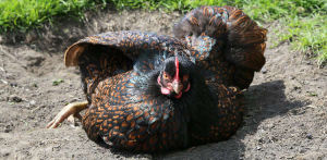 Defining pure or heritage breed chickens