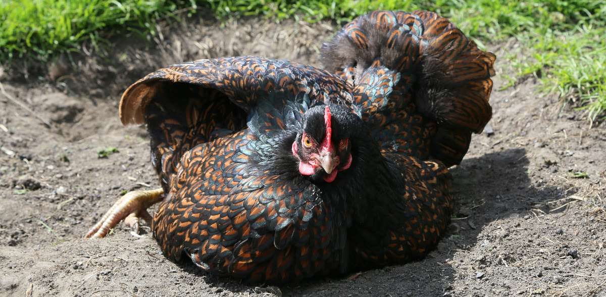 Defining pure or heritage breed chickens