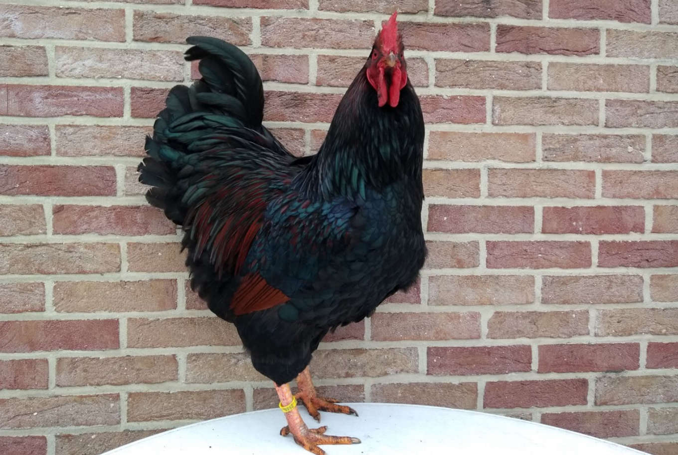 A stunning show quality cockerel