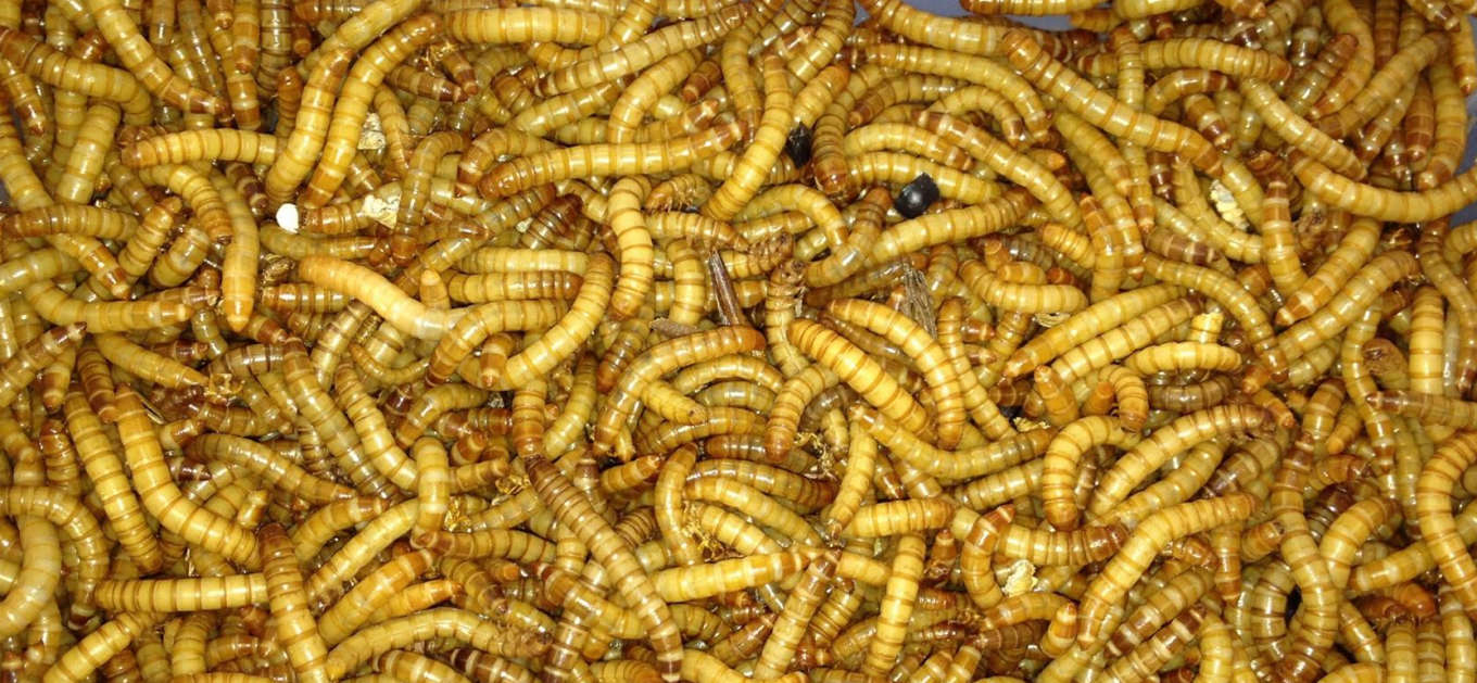 Mealworms just may well be illegal to feed to chickens