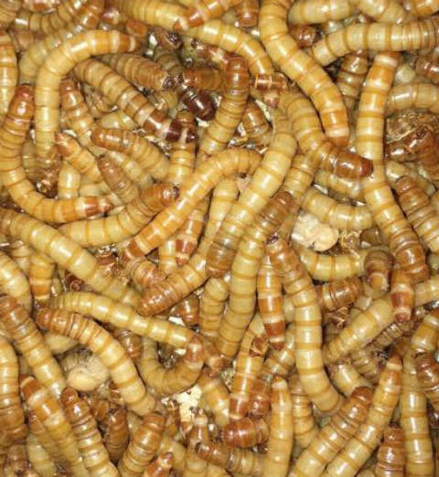Why is it illegal to feed mealworms to chickens - Cluckin