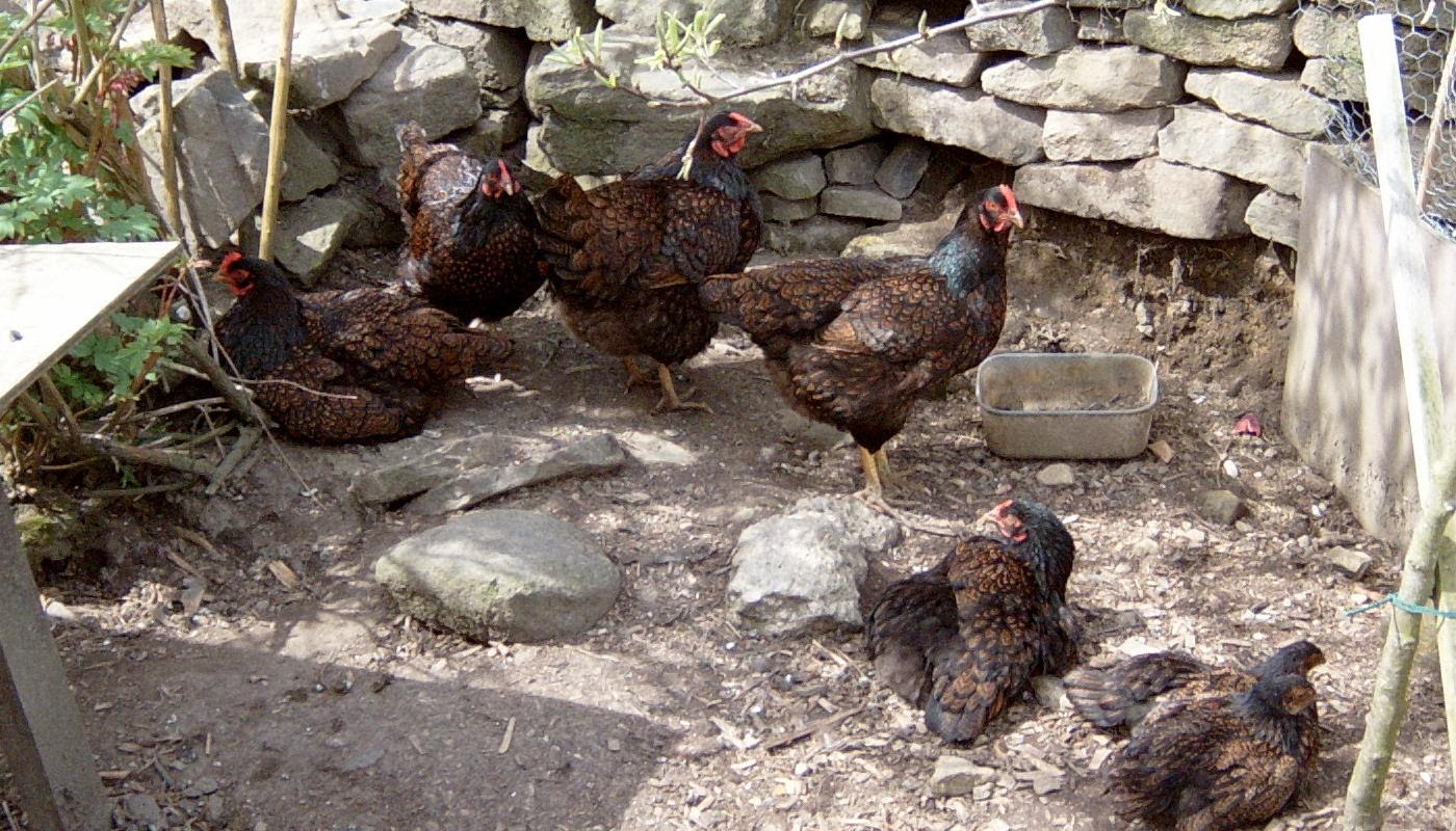 A mixed age flock of chickens basking in the sunshine