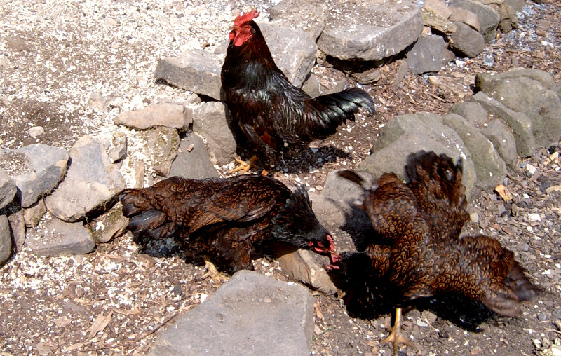 2 hens fighting while a cockerel watches them